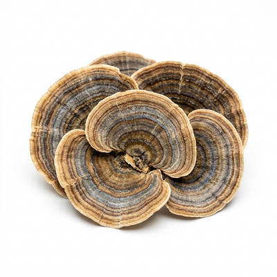 פטריית זנב תרנגול